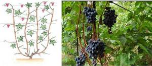 Беседка под виноград: Какие сорта обычно высаживают вокруг? Инструкция
