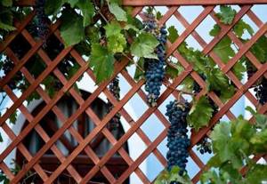 урожай винограда на опорах беседки