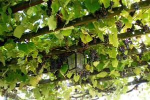 Виноград на перголе