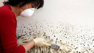 Боремся с размножением грибков и грязной плесенью в доме своими руками: негативное влияние и как избавиться