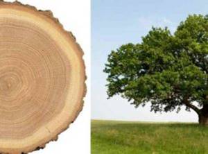Древесина дуб – интересные факты