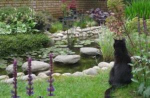 Кот смотрит на пруд