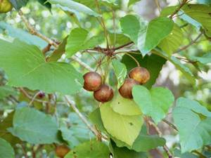 Плоды-тунгового-дерева
