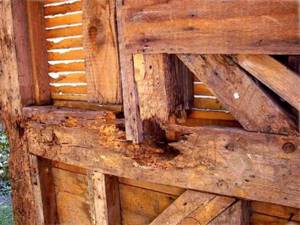 Изъеденная жуками древесина