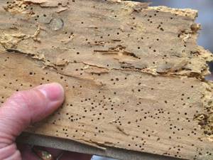 Как обезопасить дом от жука короеда: что делать, если избежать заражения не удалось
