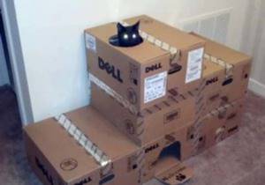 Много коробок и кот