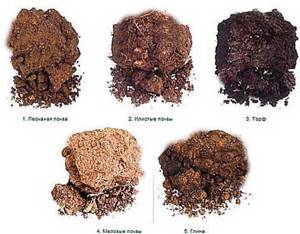 типы-почв-какие-бывают-глина-чернозем