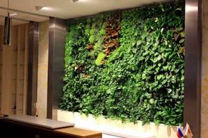 Озеленение интерьера, цветущая стена