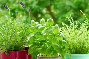 Озеленение съедобными растениями