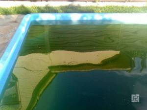 зеленая вода в бассейне