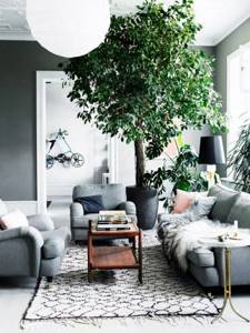 комнатные растения +в интерьере дома