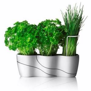 вырастить зелень на кухне
