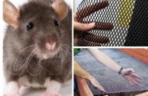 Крысы и мыши на дачном участке могут испортить предметы