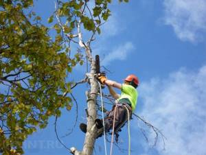 Пилить болгаркой дерево – можно ли и какие могут быть последствия