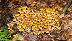 медовый грибок бирючины