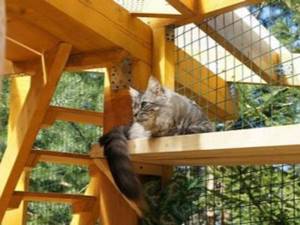 Строим Вольер для кошек своими руками: в доме для дачи/квартиры- Пошаговая инструкция