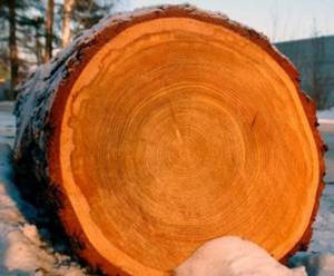 Фото: древесина лиственницы