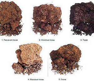 почвы разных видов