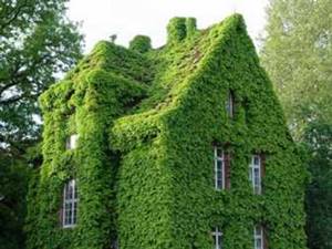 Выбираем растения для озеленения стен дома