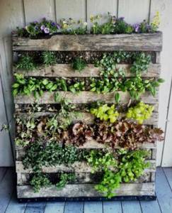 Выращивание лианы на стене частного дома. Плюсы вертикального озеленения. Устройство шпалер для вьющихся растений