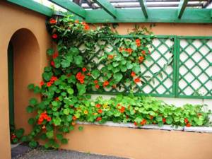 Выращивание лианы на стене частного дома. Плюсы вертикального озеленения. Устройство шпалер для вьющихся растений