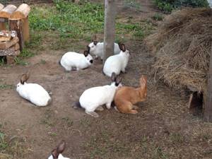 Кролики в вольере